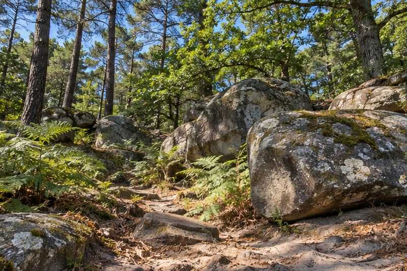 Lisière de forêt et rochers de grès, Pontault-Combault
